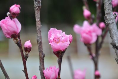 Close-up of pink flowering plant