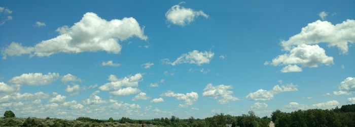 Low angle view of trees against blue sky