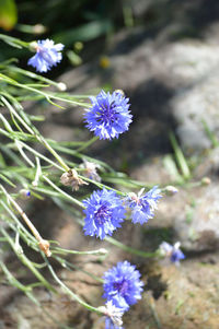 Close-up of purple flowers