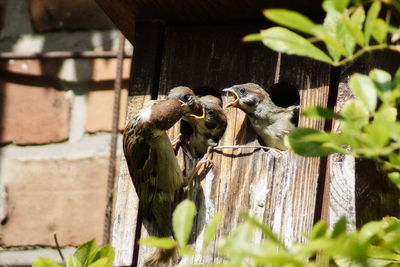 Close-up of parrot des ding chicks in birdhouse