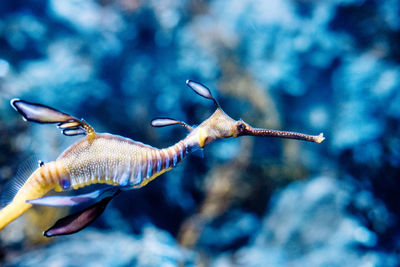Close-up of fish swimming in sea