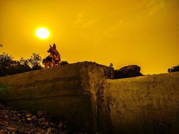 View of an animal on rock against orange sky