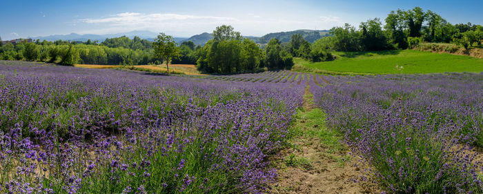 Scenic view of purple flowering plants on field