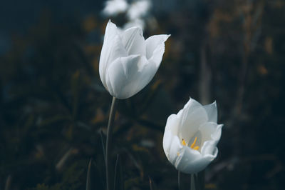 Close-up of white rose flower on field