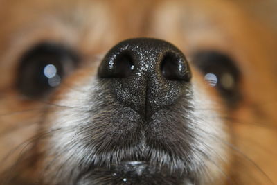 Extreme close-up of snout of dog