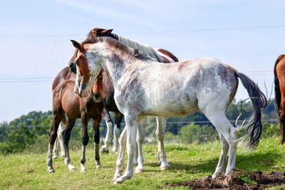 Horses in ranch