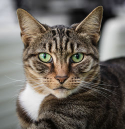 Close-up portrait of a cat