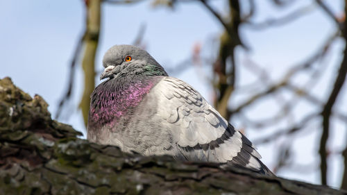 Domestic pigeon is a pigeon subspecies that was derived from the rock dove also  the rock pigeon