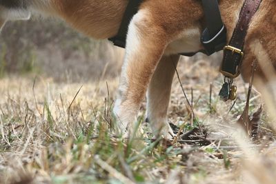 Close-up of horse on field