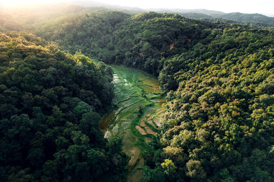 High angle view of trees in forest