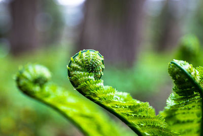 Close-up of fern leaf