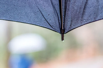 Close-up of water drops on leaf during rainy season