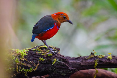 Close-up of a bird perching on a branch