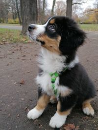 Close-up of dog sitting on field