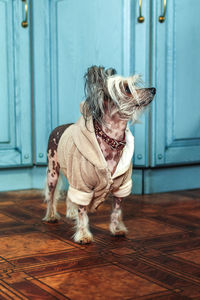 Close-up of dog sitting on hardwood floor