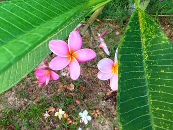 High angle view of frangipani blooming outdoors