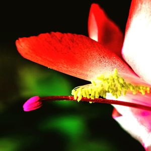 Close-up of pink flower