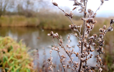 Close-up of flowering plant against trees and water 