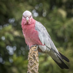 Close-up of bird perching on branch