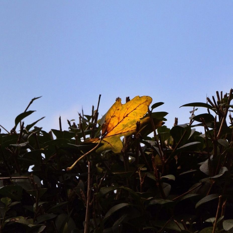 clear sky, low angle view, leaf, copy space, blue, growth, tree, nature, plant, branch, day, outdoors, sunlight, yellow, no people, close-up, beauty in nature, green color, sky, tranquility