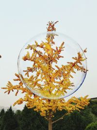 Close-up of tree against sky