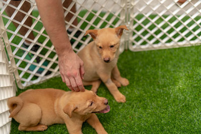 Puppy on grass