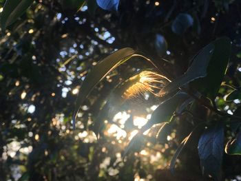 Low angle view of leaf on tree