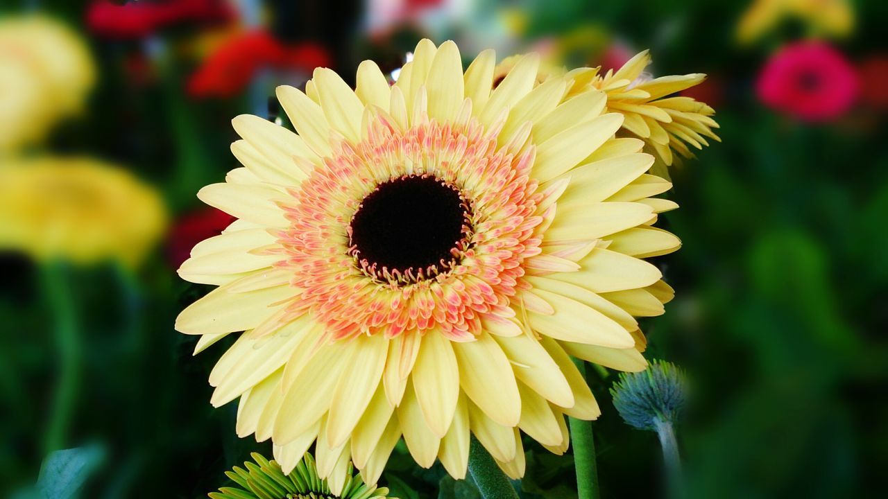 flower, flower head, freshness, petal, fragility, yellow, growth, focus on foreground, beauty in nature, close-up, single flower, blooming, nature, pollen, plant, in bloom, sunflower, field, outdoors, no people