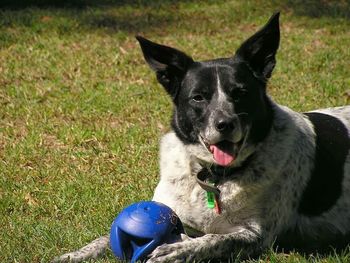 Portrait of dog on grassy field