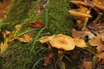 High angle view of mushrooms growing on plant