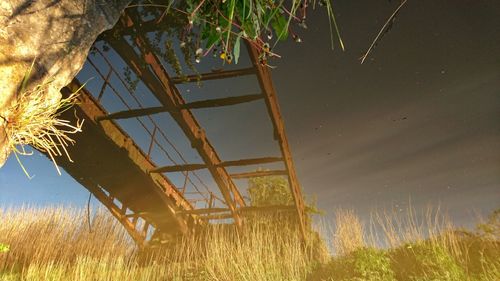 Plants growing on field against sky