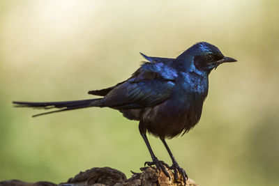 Close-up of bird perching on a branch