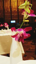 Close-up of pink flowers