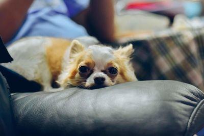 Low section of puppy sitting on blanket