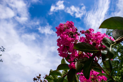 Low angle view of pink flowering plant against sky