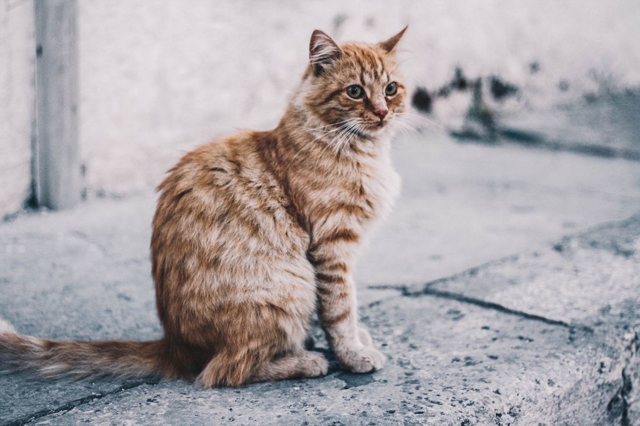 CAT LOOKING AWAY WHILE SITTING ON FOOTPATH BY WALL