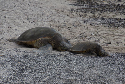 View of turtle on field