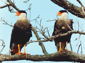 Low angle view of bird perching on tree against sky