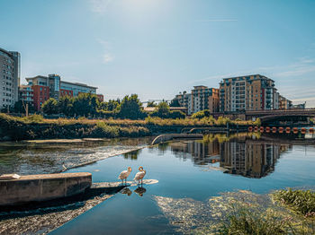 Two swans stood by a canal with buildings reflected in the water on a sunny day. 