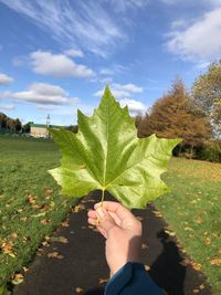 Person holding leaves against sky