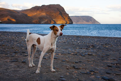 Dog on beach against sky