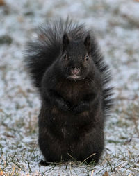 Portrait of black cat on field