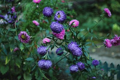 Close-up of purple flowering plants