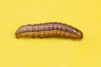 Close-up of insect on yellow background