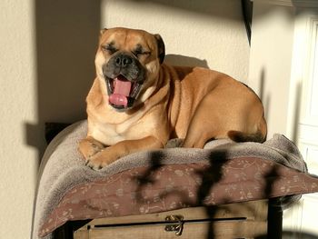 Portrait of dog yawning