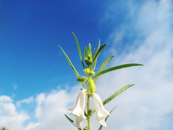 Low angle view of flowering plant against blue sky