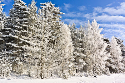 Frozen tree against sky during winter