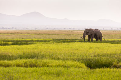 Elephant in a field