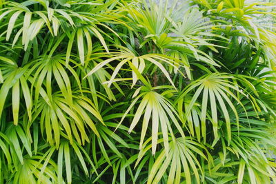 Full frame shot of fresh green plants