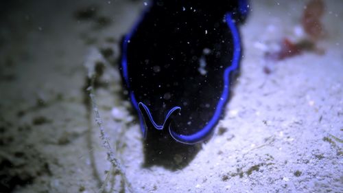 Close-up of fish swimming in sea